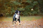 rennender Appenzeller Sennenhund