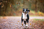 rennender Appenzeller Sennenhund