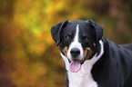 Appenzeller Sennenhund Portrait