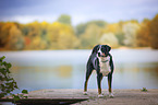 Appenzeller Sennenhund