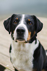 Appenzeller Sennenhund Portrait