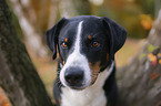 Appenzeller Sennenhund Portrait