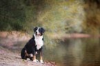 sitzender Appenzeller Sennenhund