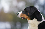 Appenzeller Sennenhund Portrait