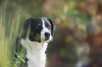 Appenzeller Sennenhund Portrait