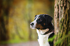 Appenzeller Sennenhund Portrait