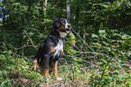 sitzender Appenzeller Sennenhund