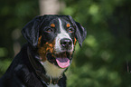 Appenzeller Sennenhund Portrait