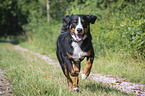 rennender Appenzeller Sennenhund