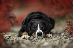 Appenzeller Sennenhund zwischen Herbstblttern