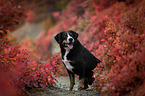 Appenzeller Sennenhund zwischen Herbstblttern