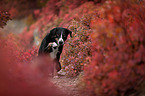 Appenzeller Sennenhund zwischen Herbstblttern