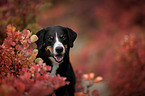 Appenzeller Sennenhund zwischen Herbstblttern