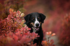 Appenzeller Sennenhund zwischen Herbstblttern