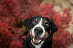 Appenzeller Sennenhund zwischen Herbstblttern