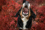 Appenzeller Sennenhund zwischen Herbstblttern