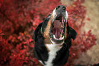 Appenzeller Sennenhund zwischen Herbstblttern