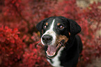 Appenzeller Sennenhund zwischen Herbstblttern