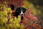 Appenzeller Sennenhund zwischen Herbstblttern