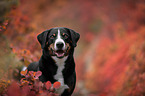 Appenzeller Sennenhund zwischen Herbstblttern