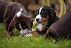 Appenzeller Sennenhund Welpe