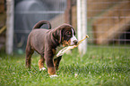 Appenzeller Sennenhund Welpe