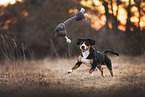 Appenzeller Sennenhund im Herbst