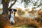 ausgewachsener Appenzeller Sennenhund