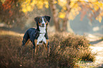 ausgewachsener Appenzeller Sennenhund