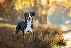 ausgewachsener Appenzeller Sennenhund