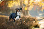 ausgewachsener Appenzeller Sennenhund