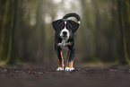 Appenzeller Sennenhund