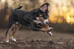 Appenzeller Sennenhund