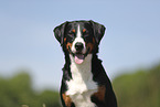 Appenzeller