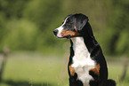 Appenzeller