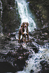 Appenzeller Sennenhund