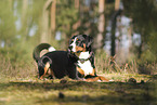 Appenzeller Sennenhund