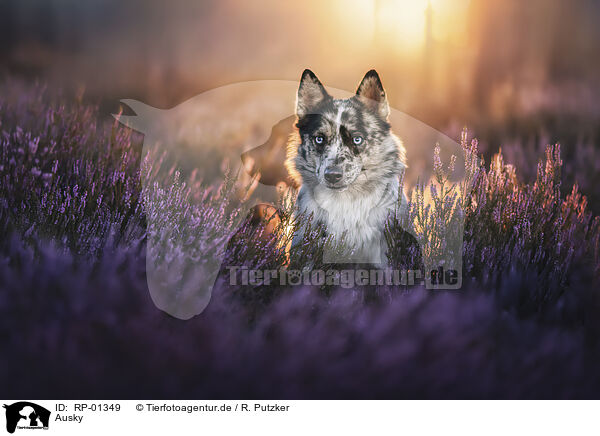 Ausky / Ausky / RP-01349