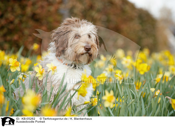 Aussiedoodle Portrait / KB-05262