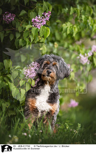 Aussidoodle im Sommer / JEB-01792