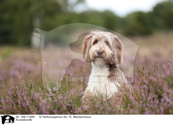 Aussidoodle / KB-11984