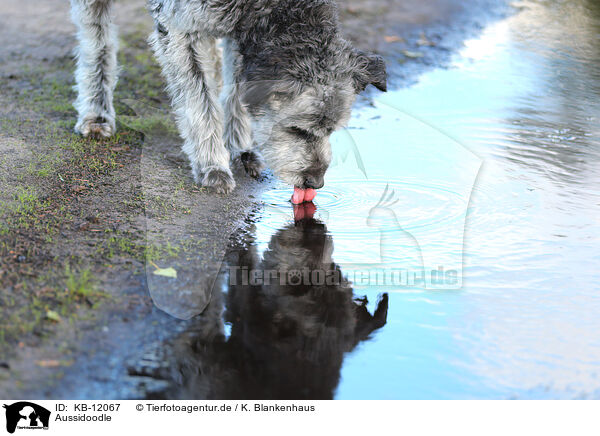 Aussidoodle / Aussidoodle / KB-12067