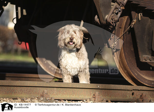 Aussidoodle / KB-14477