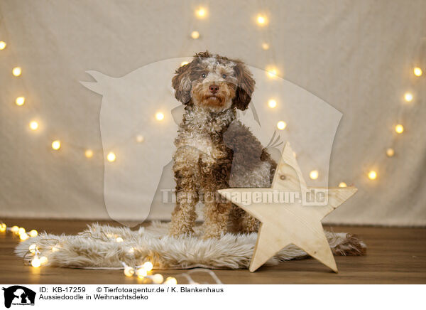 Aussiedoodle in Weihnachtsdeko / Aussiedoodle in Christmas decoration / KB-17259