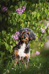 Aussidoodle im Sommer