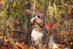 ausgewachsener Aussidoodle