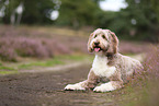 Aussidoodle