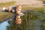 Aussidoodle