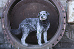 Aussidoodle