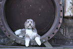 Aussidoodle